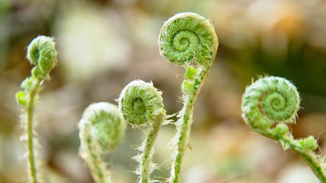 Christmas fern fronds, still curled up in tight spirals