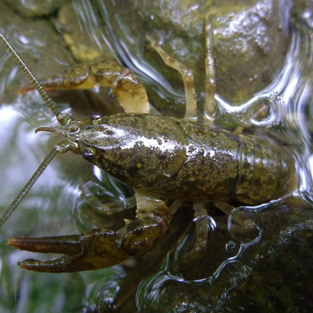 Closeup of a common crayfish crawling over gravel