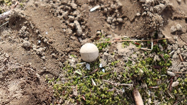A white musket ball on a bed of dirt and grass