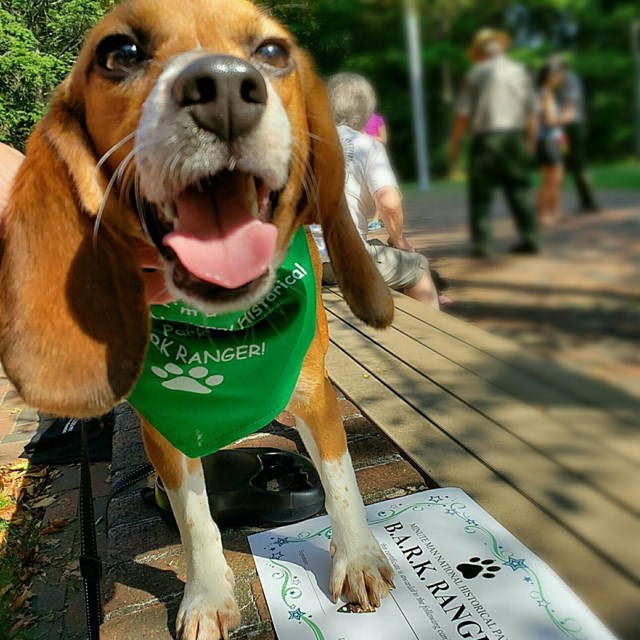 Light brown and white Beagle dog with a green bandanna