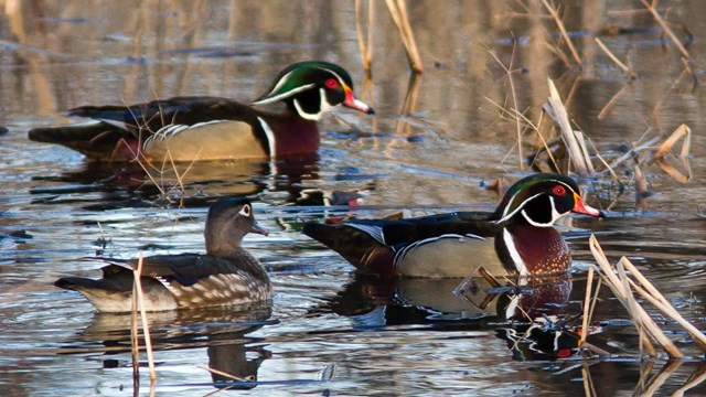 Three ducks float in a marsh.
