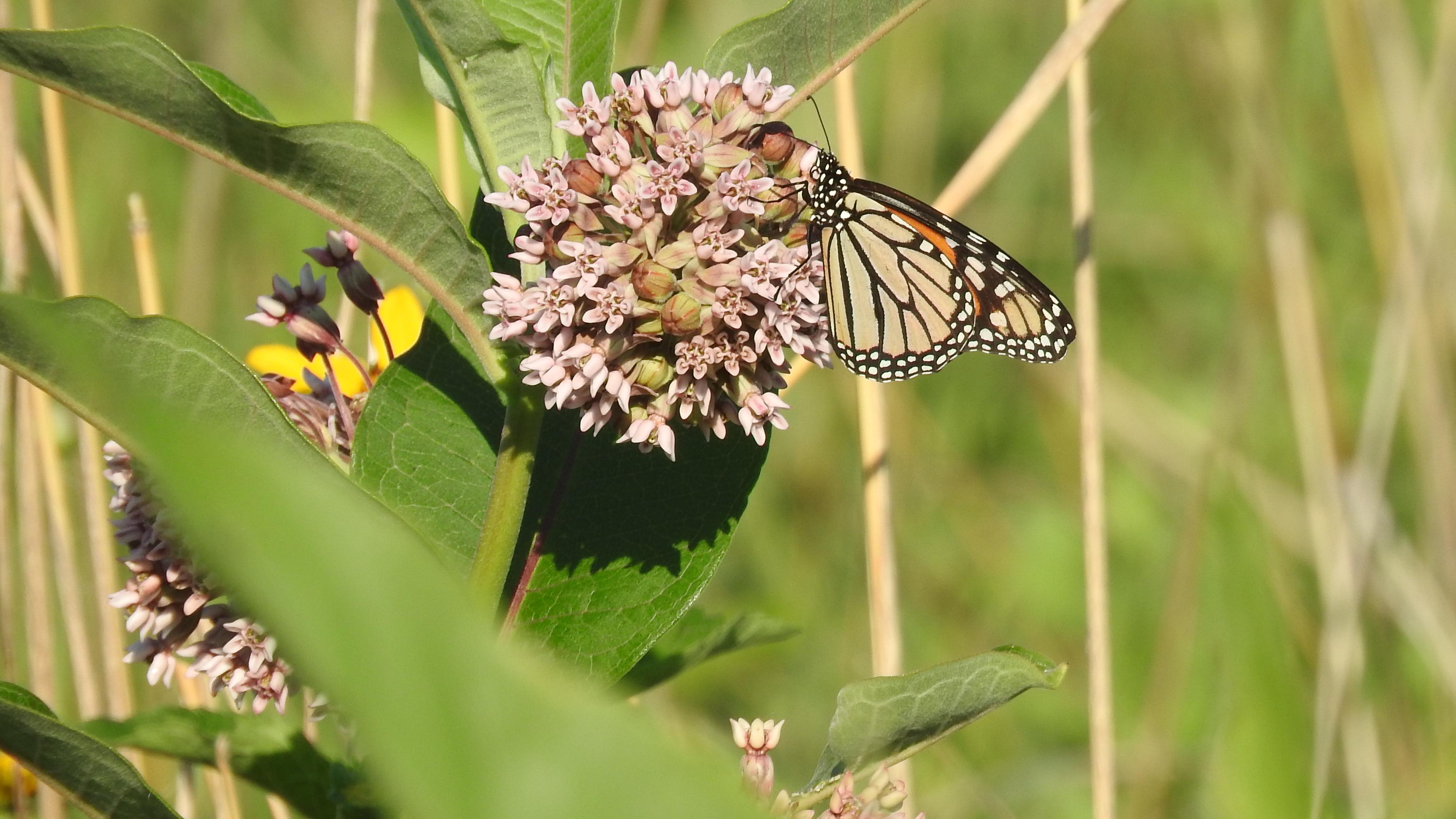 More than 700 species of plants live along the river's edge. 
