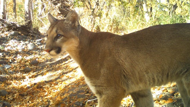 trail camera image of a mountain lion in the forest