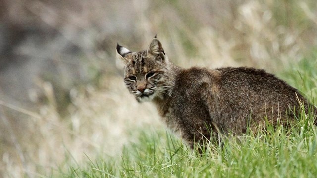a bobcat sits on a grassy incline