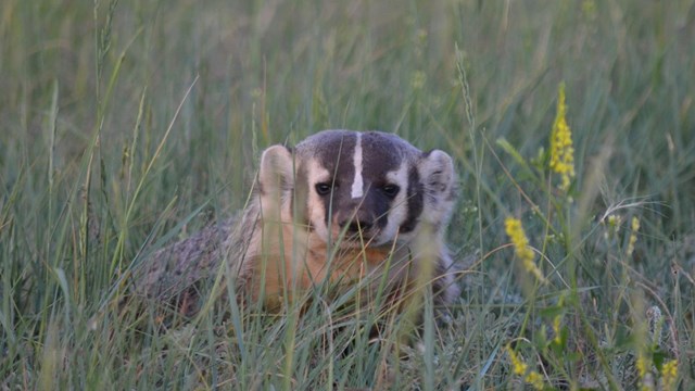 a stout gray badger with a black and white striped face peeking out of the grass