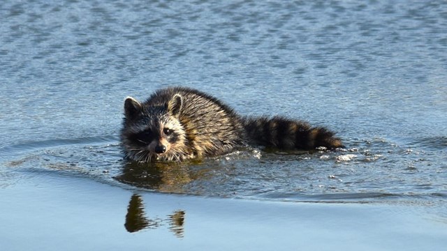 A raccoon wearily looks on as it wades through shallow water