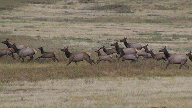 a herd of adult female elk with some calves running across the prairie