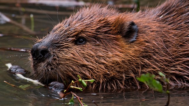 a beaver chewing on a twig