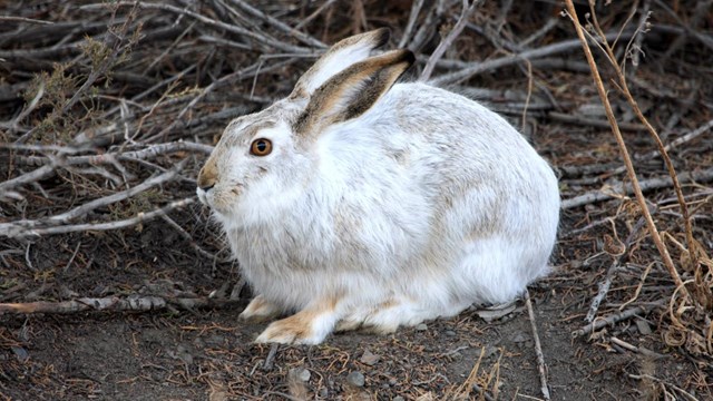 White colored jackrabbit sitting in junipers without snow