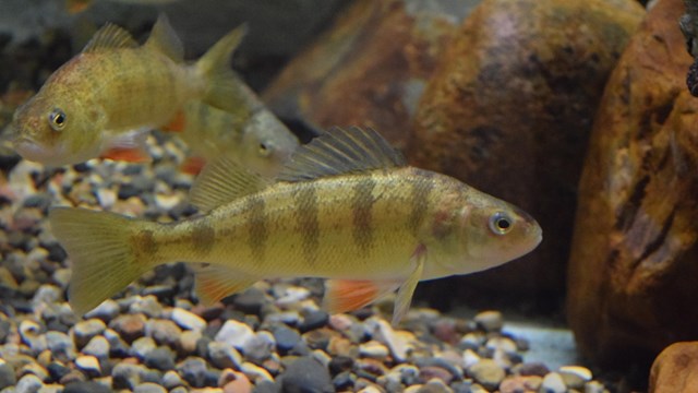 Fish swimming in an aquarium