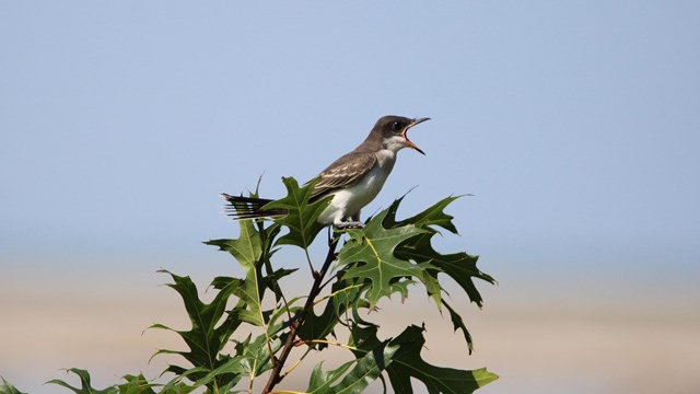 a bird sits perched on a leafy branch and has its beak open as if it's yelling
