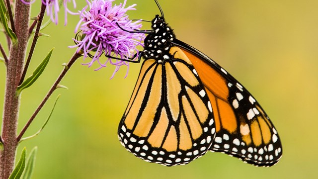 a monarch butterfly on a plant with pink flowers