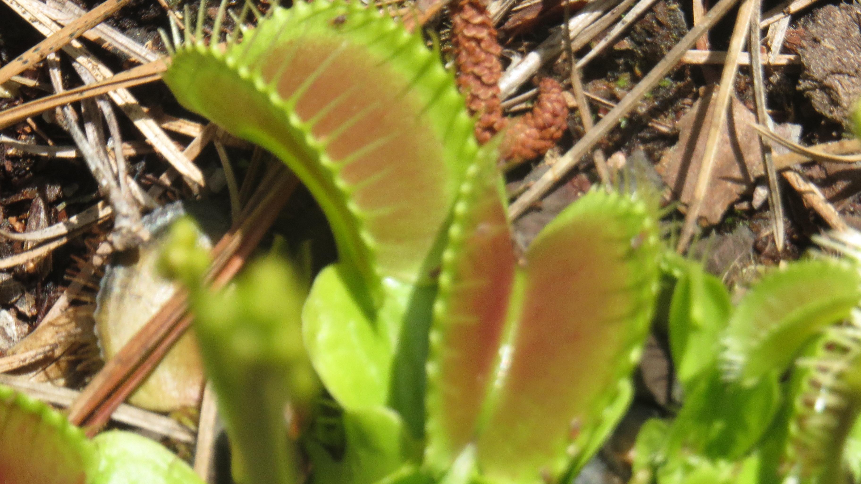 Venus fly traps sitting on top of mulch