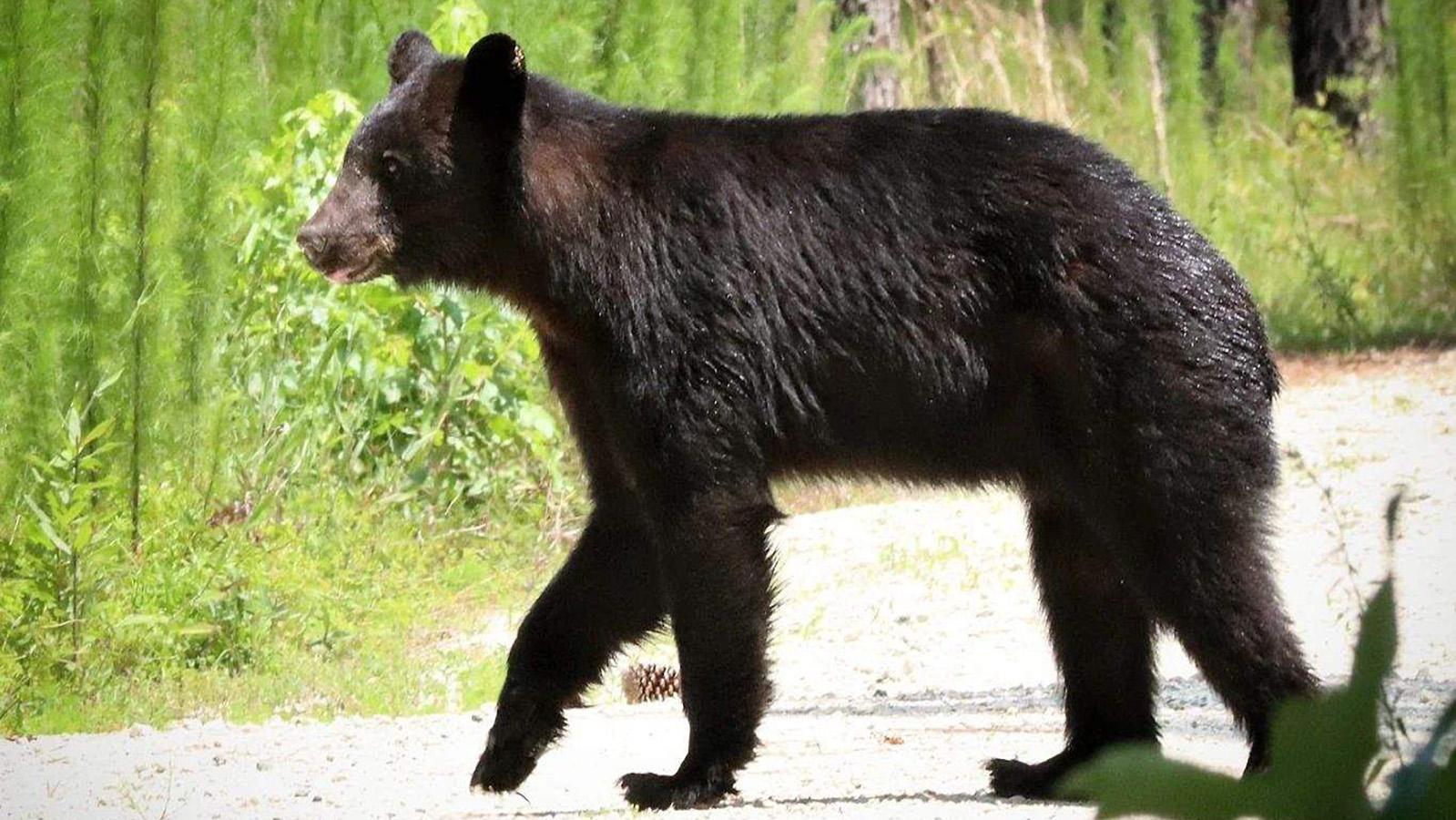 Black Bear 