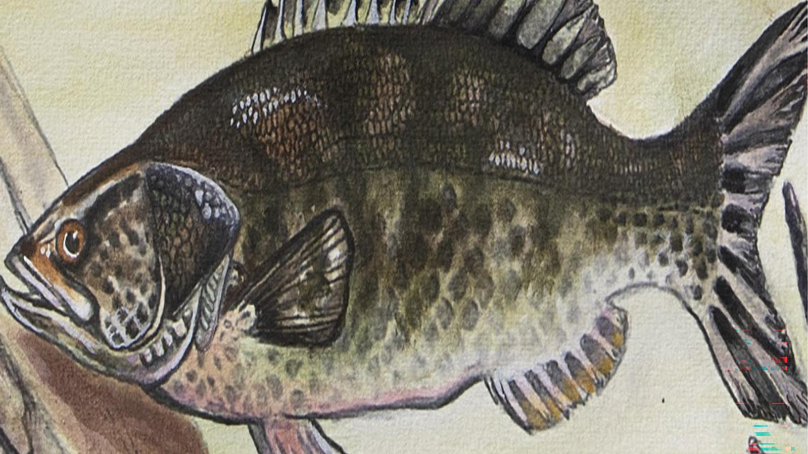Painting of a bass by 