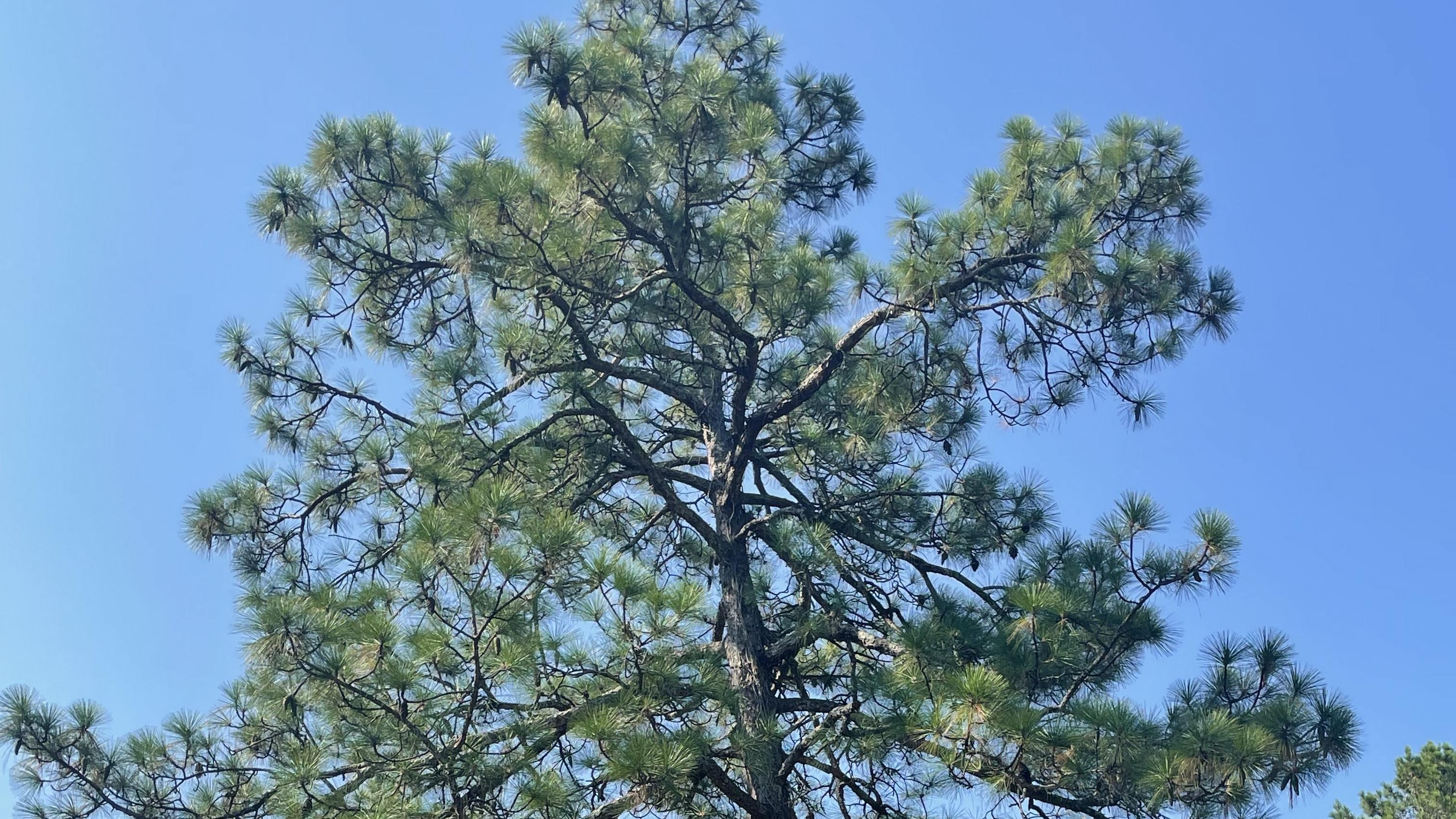 Longleaf Pine Tree