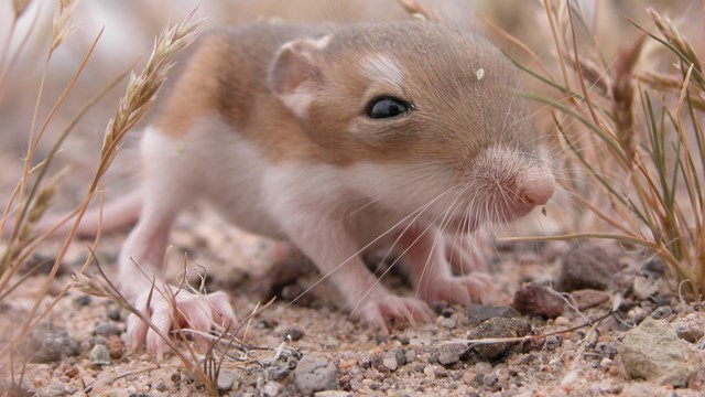 Closeup view of baby kangaroo rat in the desert