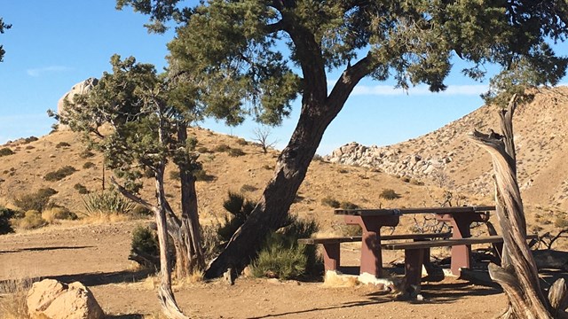 Picnic table, fire pit, and pinon pines at a campsite