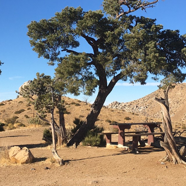 Picnic table, fire pit, and pinon pines at a campsite