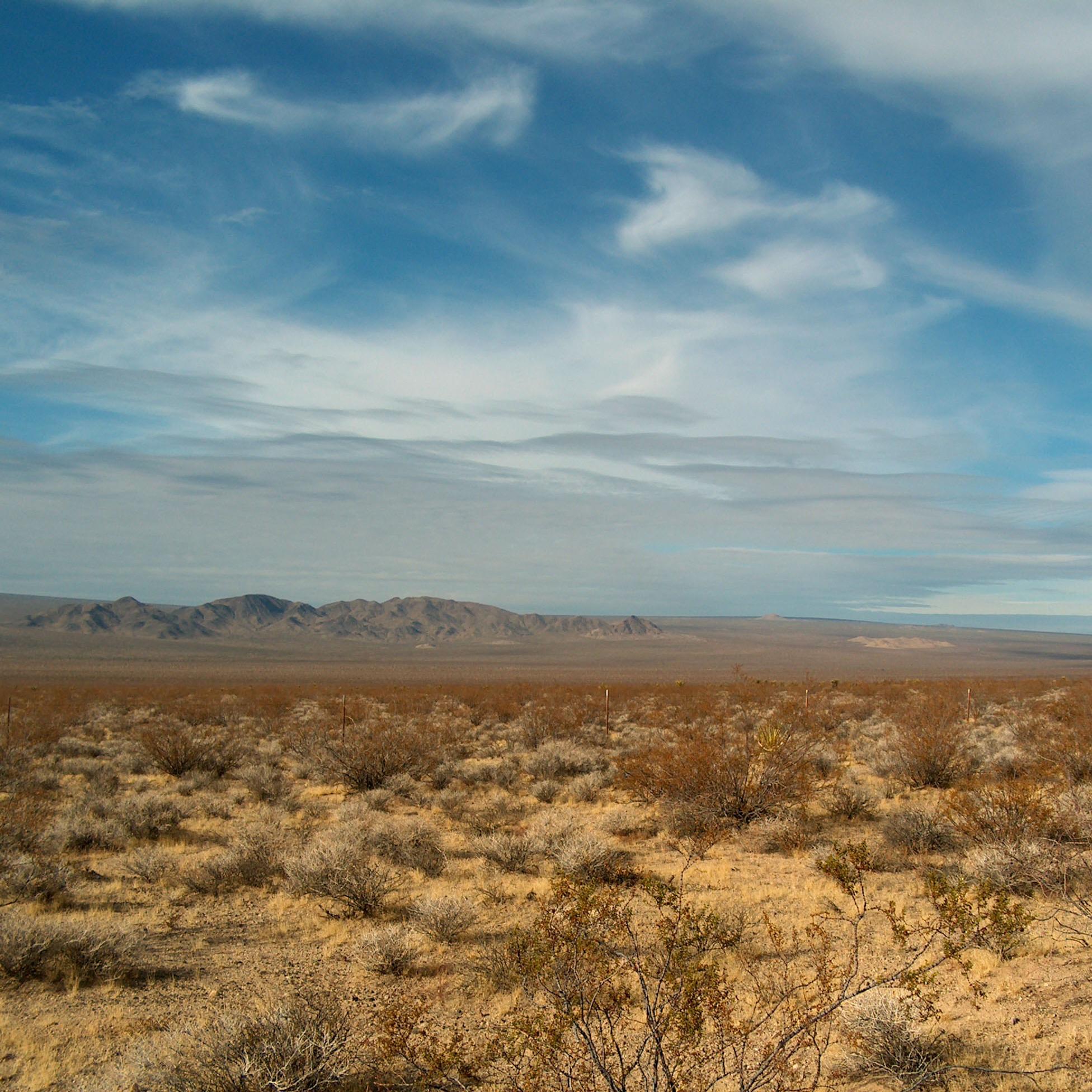 Desert landscaping with background showing cima dome