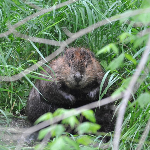 An American beaver sits among tall grass with a small tree branch.