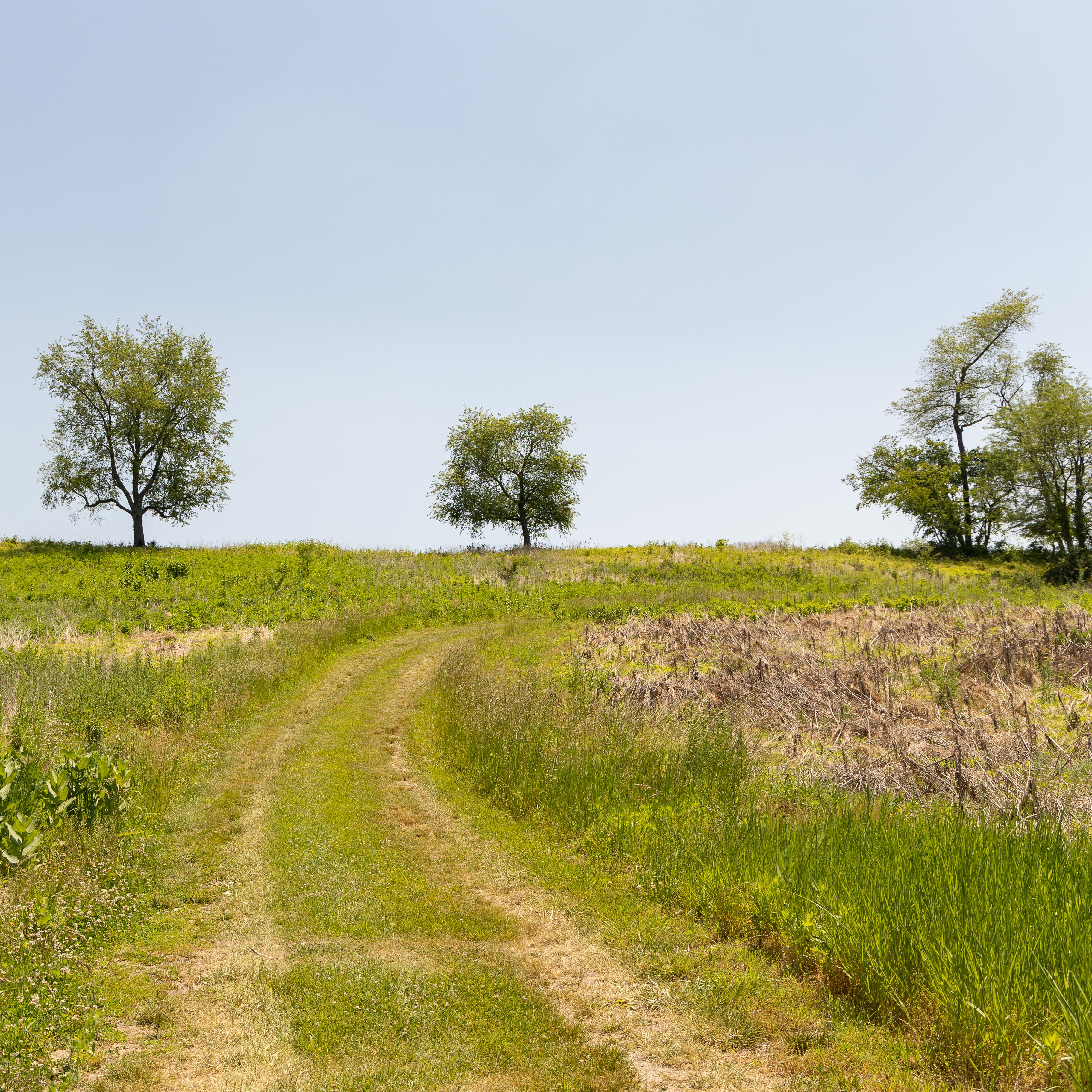 A mowed track leads up a sunny hillside to a horizon sparsely dotted with trees.