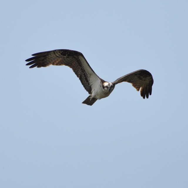An osprey soars in a bright blue sky