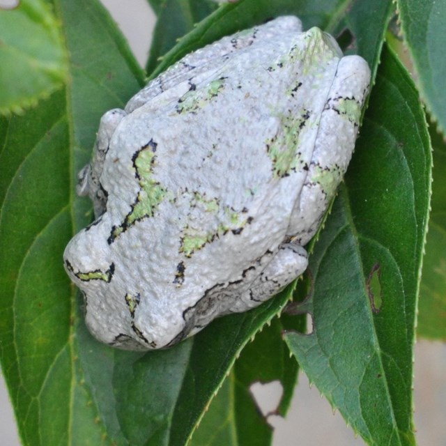 A gray tree frog sits on a green leaf