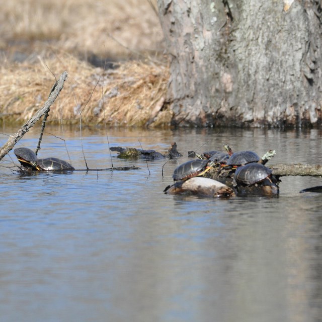 Several turtles rest on a log sticking out of the water in a pond.