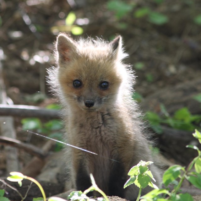 A baby fox pokes its head up from the brush.