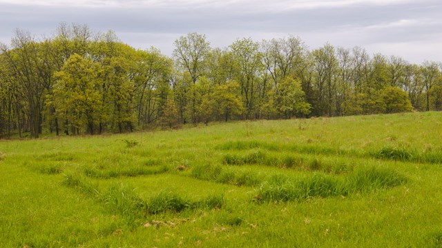 A grassy field, with raised areas where old walls once stood.