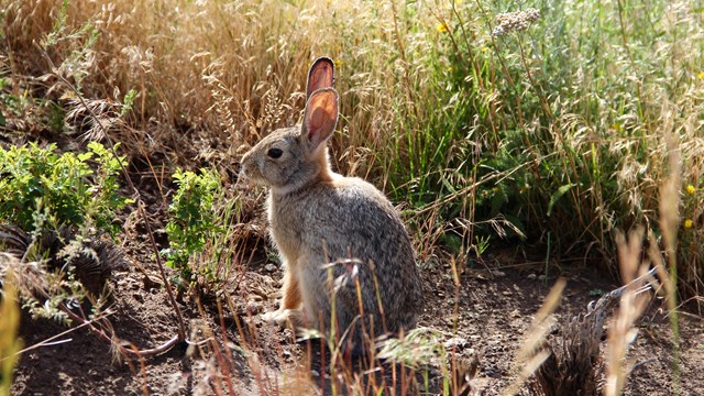 A rabbit sits, ears erect, surrounded by brush.
