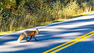 A red fox crossing a road. 