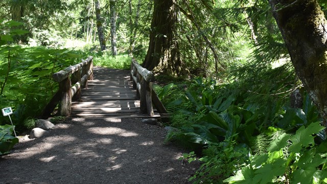 An old wooden bridge continues through a lush forest with dense understory.