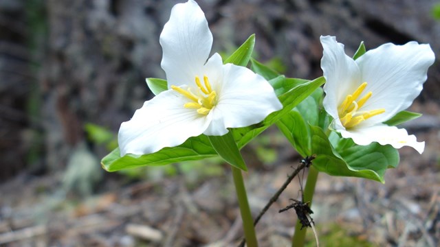 Two white petaled flowers blooming against a brown treen trunk. 