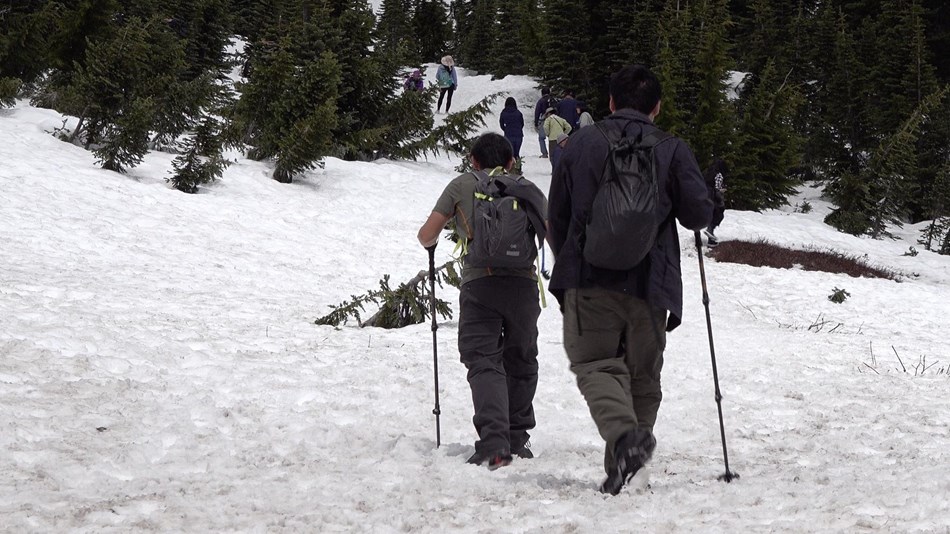 Two hikers with hiking poles and backpacks follow other hikers up a snow-covered slope.