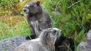 Two Marmots 