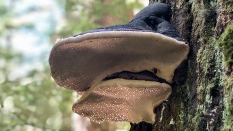 A brown conk with pale underside growing out of a tree. 