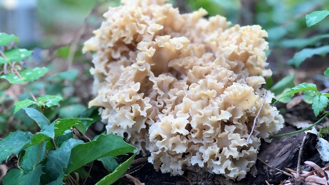 A clump of wavy-like pale mushrooms. 