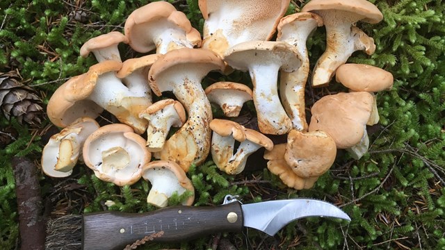 A collection of small tan mushrooms laying on moss next to a curved knife.
