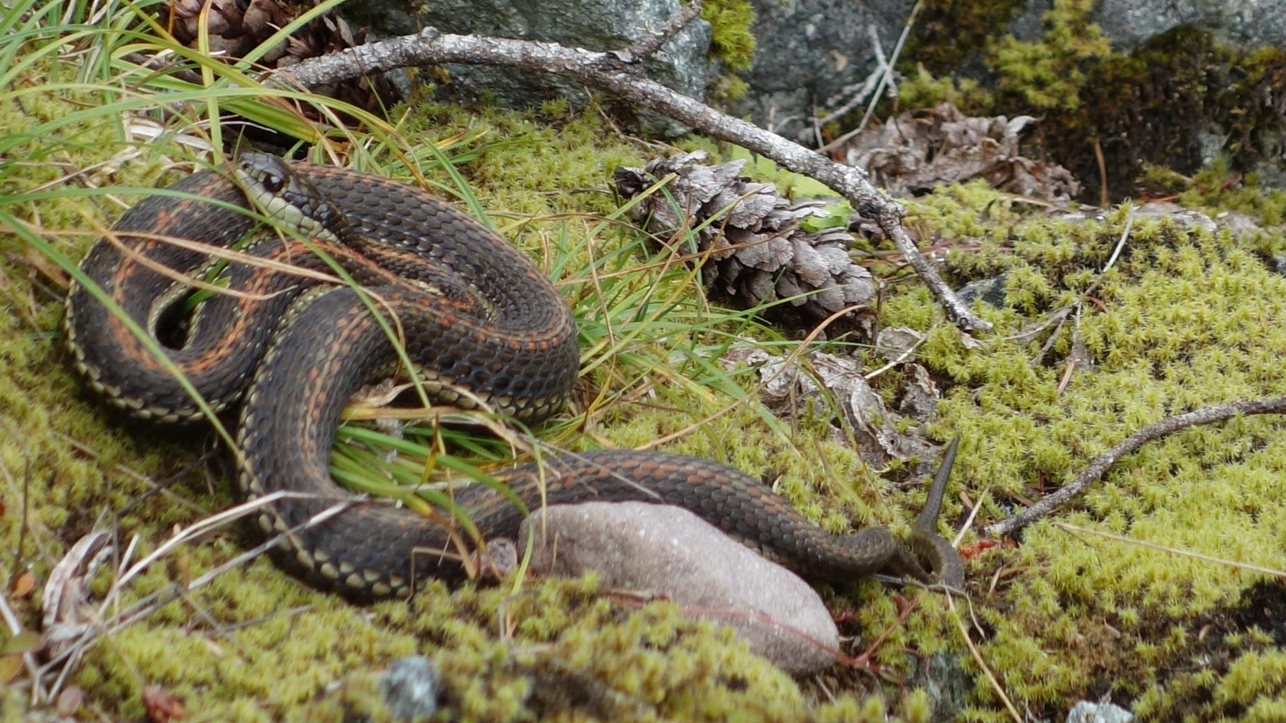 A small brown snake with orange stripes curled up on a mossy and rocky slope. 