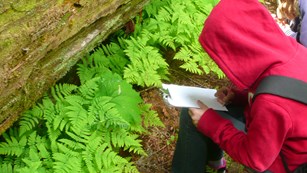 A student in a red hoody draws plants while sitting next to a log. 