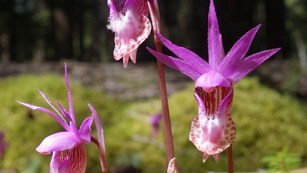 Three bright pink and purple Calypso Orchid photos.