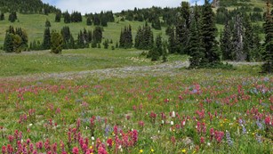 A meadow with colorful wildflowers