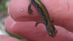 A finger holds up a tiny brown-gold salamander.