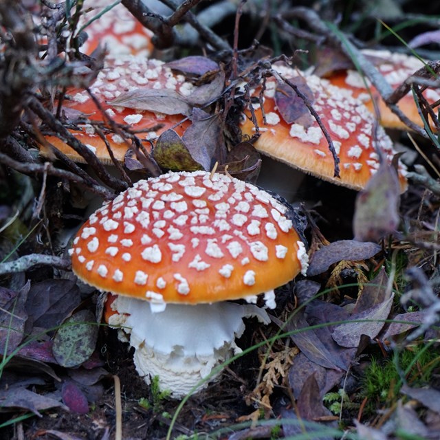 A cluster of red mushrooms with white spots growing out of leaf litter. 