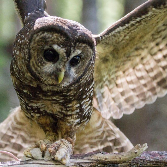 An owl with wings spread clutches a mouse in its talons.