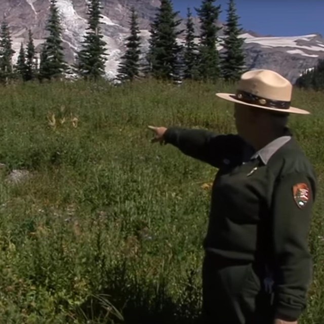 A ranger points at a wildflower meadow and Mount Rainier.