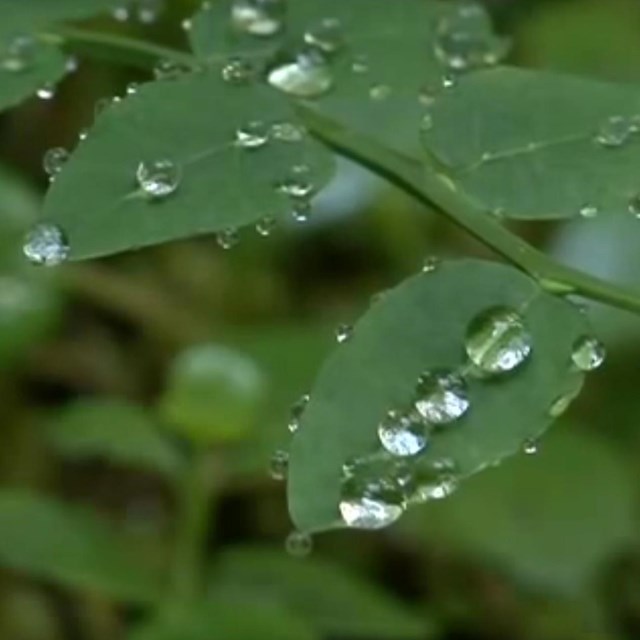 Dew drops on leaves. 