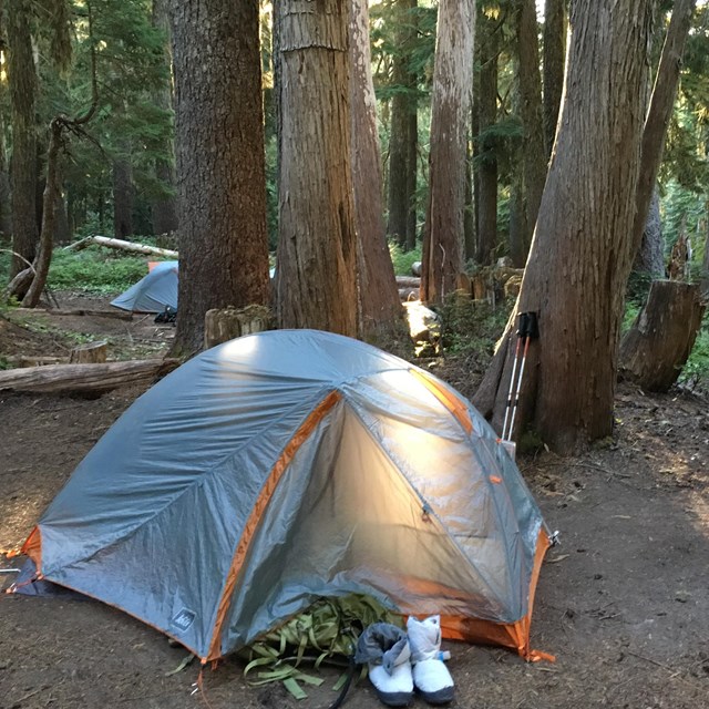Sunlight illuminates a tent set up at the base of three trees. 
